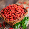 Vitamina Goji Berry fresca certificada por la UE